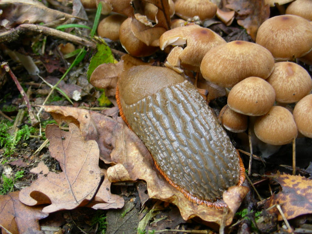 Al Menu ... funghi  Arion sp.